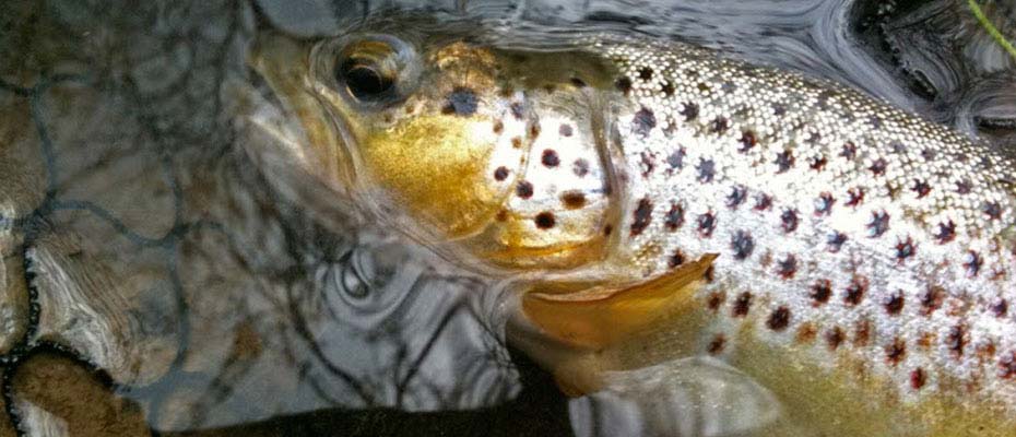 A brown trout from the Little River Avon