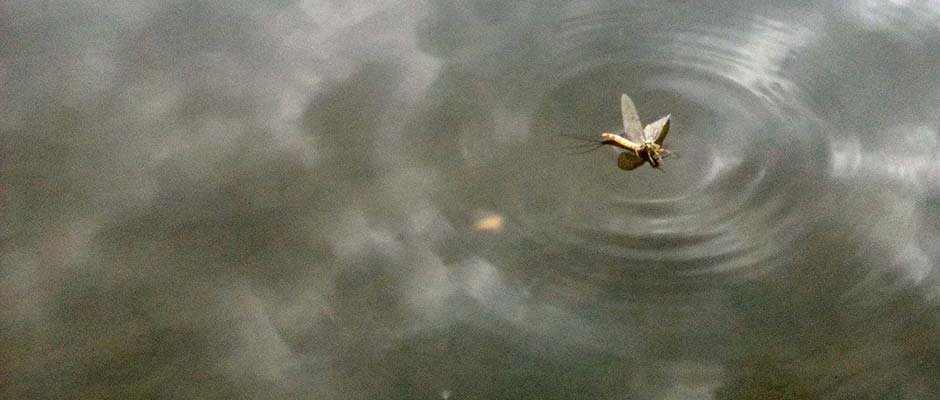 A mayfly like those found on the Little River Avon